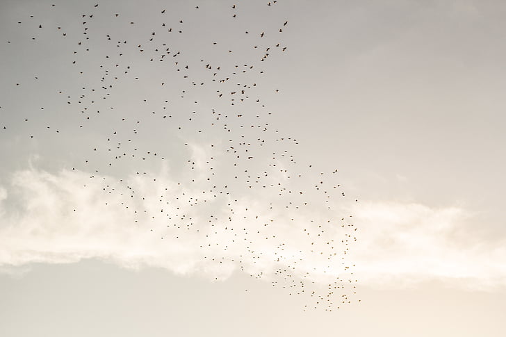 vtáky, Flock, lietanie, Sky