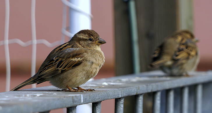 Sparrow, burung, Ave, berhenti, burung kecil, puncak, sayap