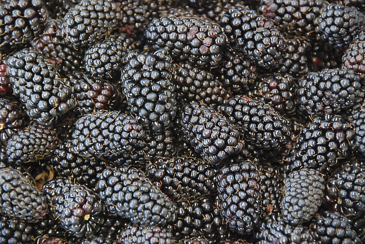berries, blackberries, healthy, sweet, fresh, black, ripe