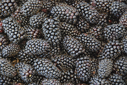 浆果, 黑莓, 健康, 甜, 新鲜, 黑色, 成熟