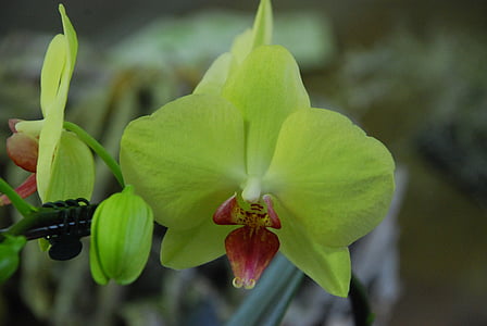 orquídia, groc, flor, planta, flor, flor, natura