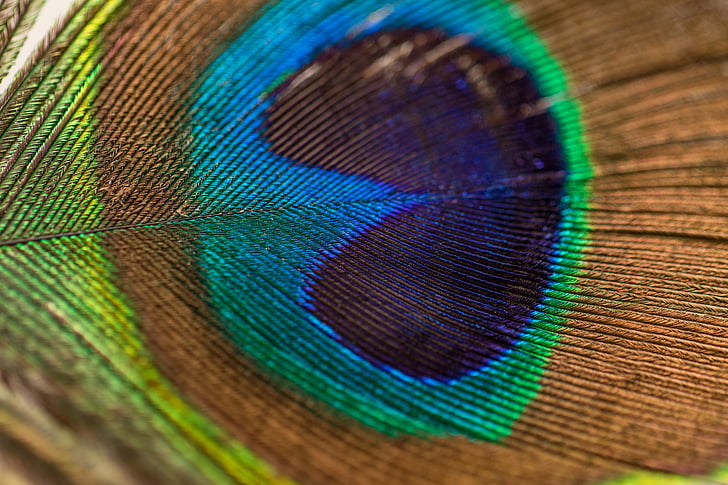 riikinkukko sulka, sulka, Peacock, höyhenpeite, Plume, värit, silmä