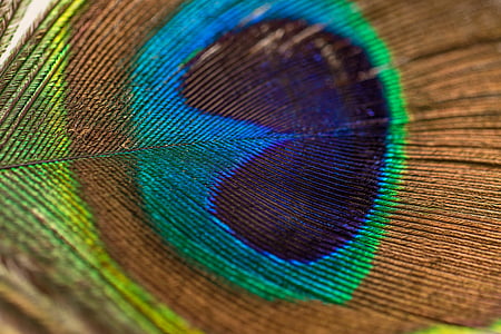 peacock feather, feather, peacock, plumage, plume, colors, eye