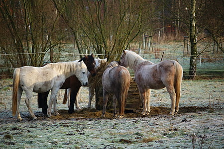 馬, 牧草地, 冬, 干し草, 給餌, 霜, 金型