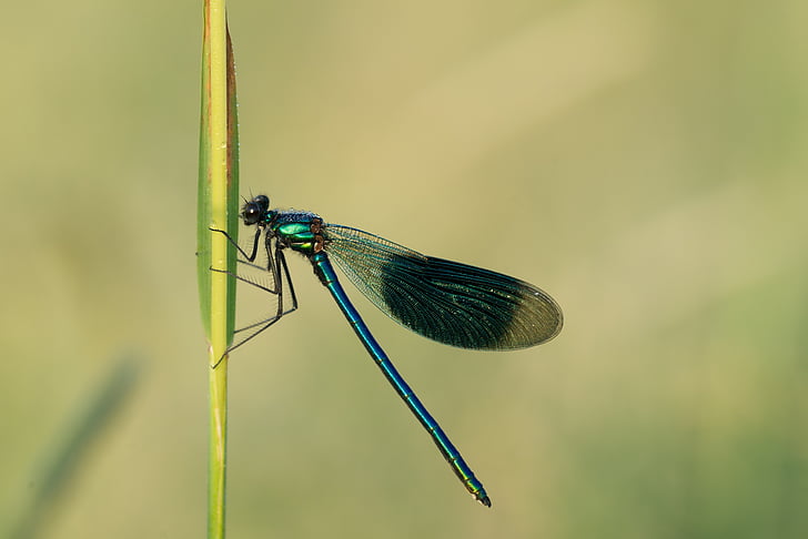 Dragonfly, insektov, krilo, blizu, narave, makro, štiri obliž