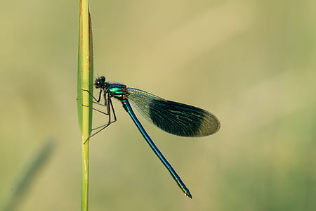 Dragonfly, hmyz, křídlo, Zavřít, Příroda, makro, čtyři patch