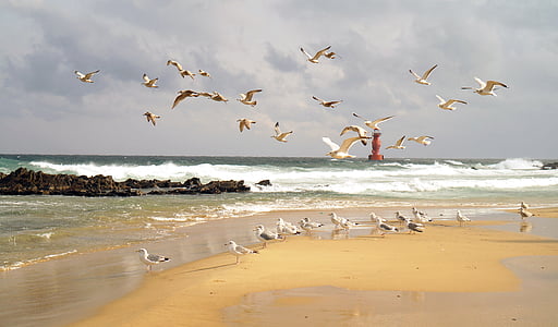sea, lighthouse, seagull, waves, sky