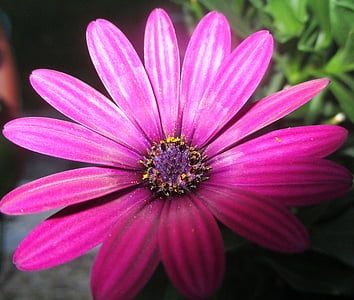 Marguerite, Blossom, nở hoa, màu tím, đóng, mùa hè