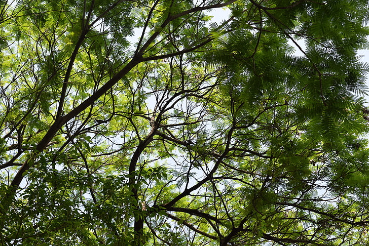 cây, chi nhánh, lá, bầu trời, Thiên nhiên, cây, cao