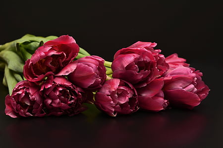 tulipanes, flores, rosa, naturaleza, Solera plana, noble, elegante