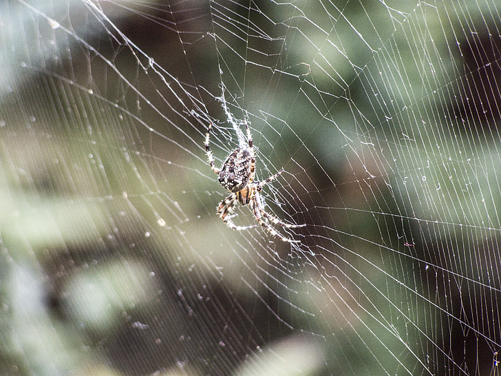 araignée, Web, Beetle, lever du soleil