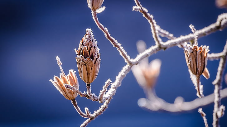 winter, nature, bud, branch, frost, cold, icy