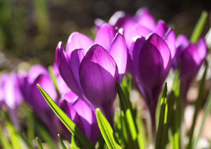 番红花, 紫罗兰色, 春天, 开花, 绽放, 紫色, 春天的花朵