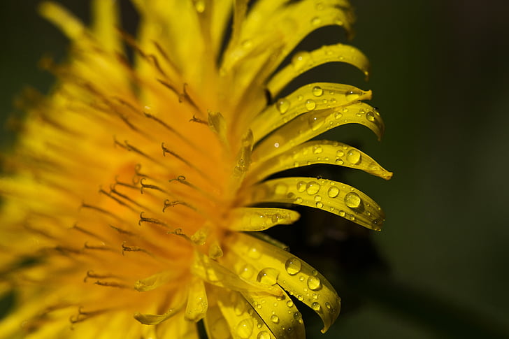 flower, drip, macro, blossom, bloom, nature, plant