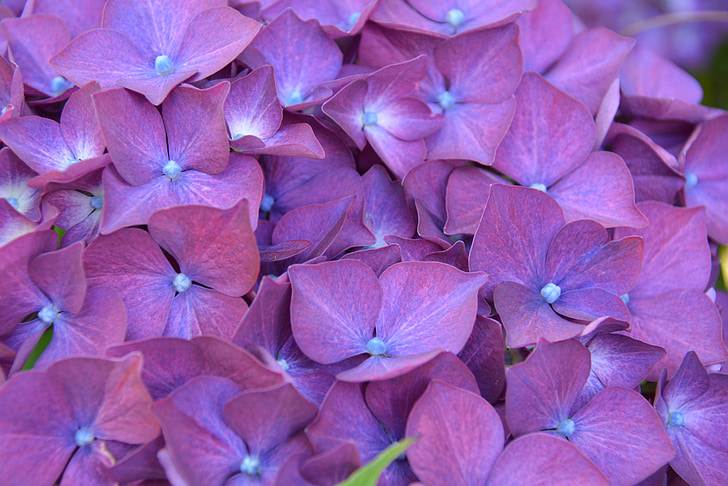 hydrangea, flower, shrub, purple
