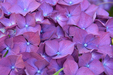 hortensie, floare, arbust, violet