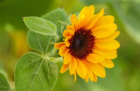 Sun flower, kwiat, kwiat, Bloom, kwiaty, żółty, Latem