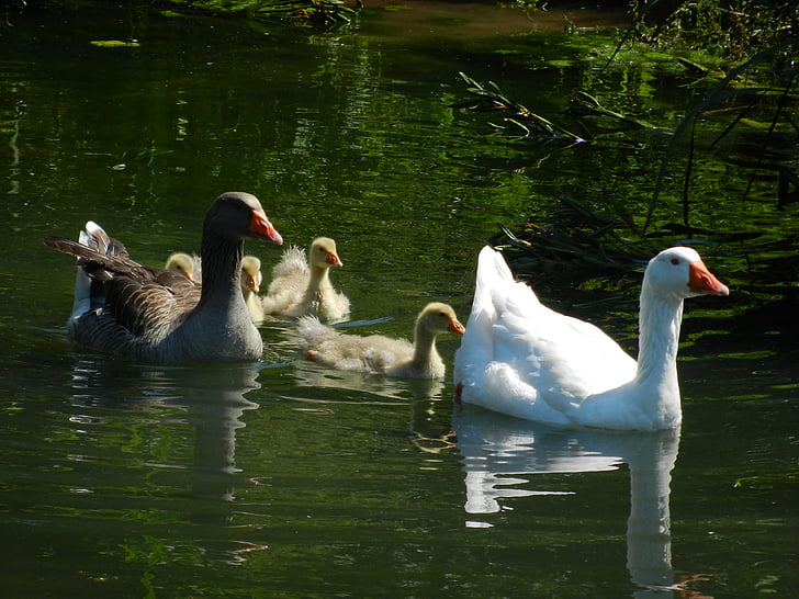 geese, goose family, water, swim, chicks, birds, bird