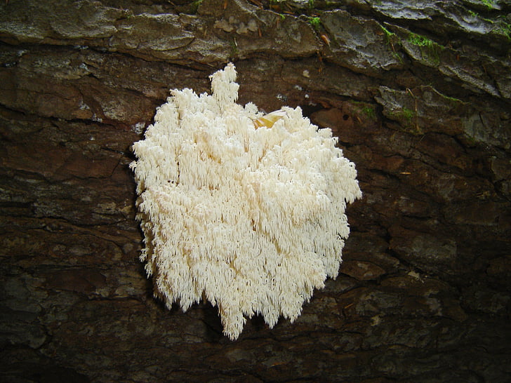 Coral svamp, champignon, Bavarian forest
