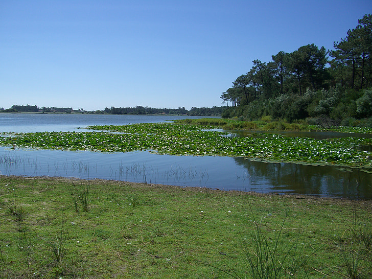 Laguna, natur, søen