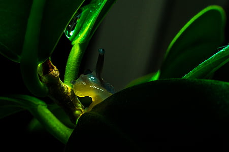 snail, green color, close-up, no people, nature, water, night