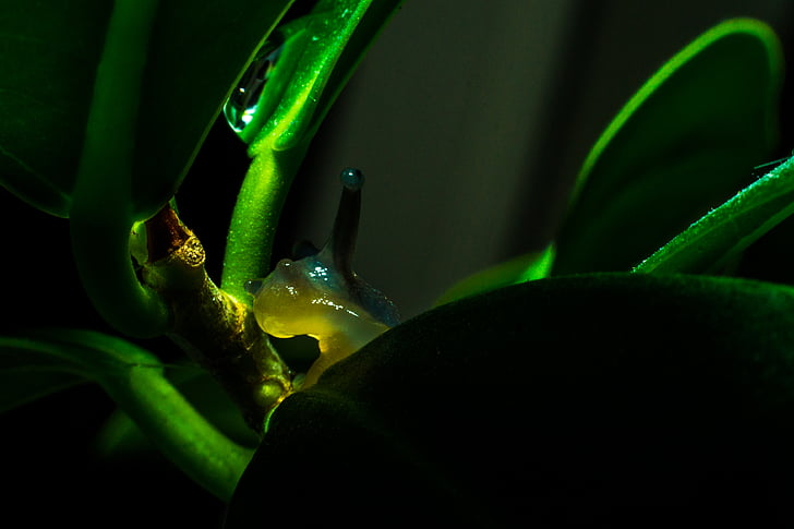 close, photography, green, leaf, plant, snail, slug
