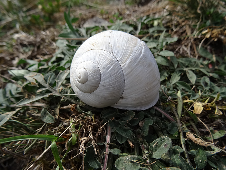 shell, white, nature, snail, slowly