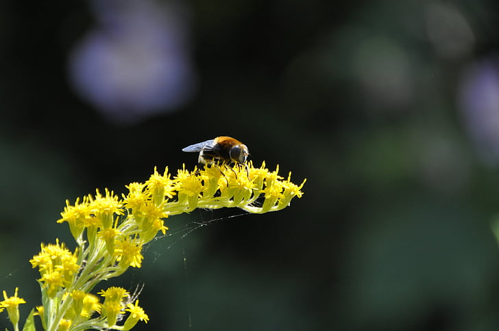 Kultapiisku, keltainen, mehiläinen, kesällä, kukka