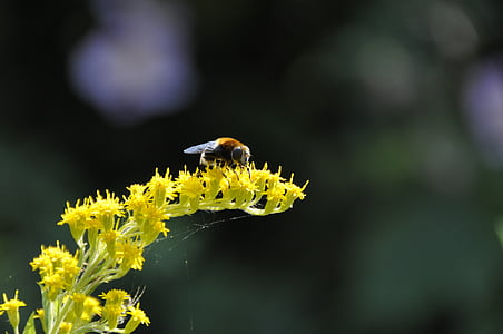 goldenrod, kuning, lebah, musim panas, bunga