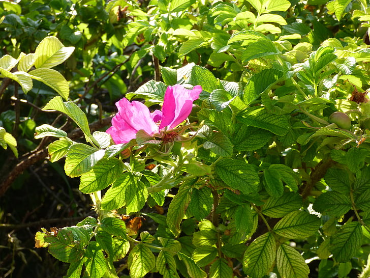 flower, pink, hedge, nature, petal, flourishing, plant