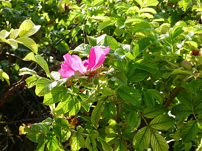flor, -de-rosa, cerca viva, natureza, pétala, florescendo, planta