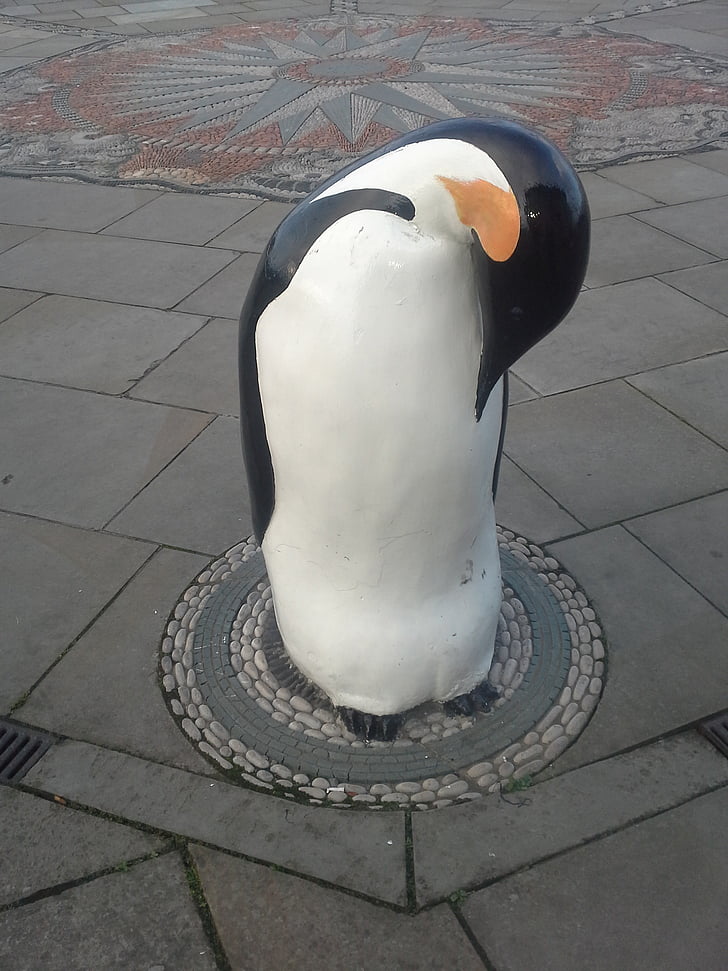 pinguin, Dundee, rece
