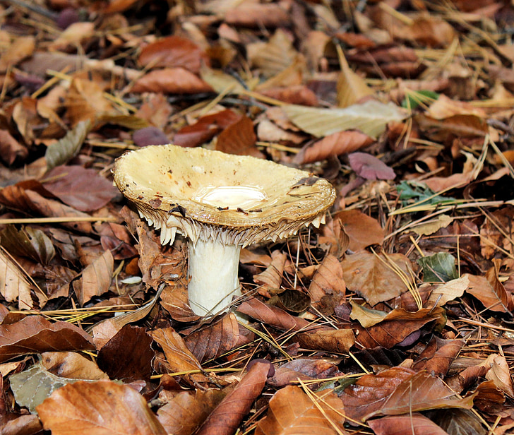 mushroom, autumn, agaric, beige, forest, leaves, brown