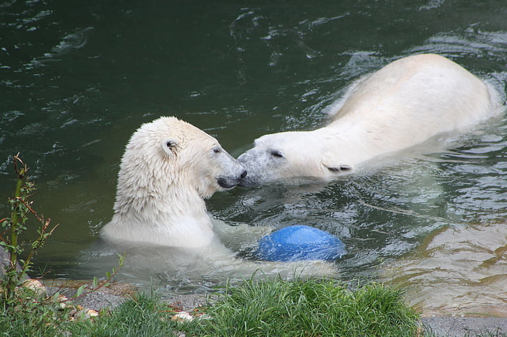 polar bear, water, swimming zoo, fauna, animals, north, mammals