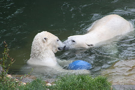 Polar bear, ūdens, peldēšanas zooloģiskais dārzs, fauna, dzīvnieki, ziemeļu, zīdītāji