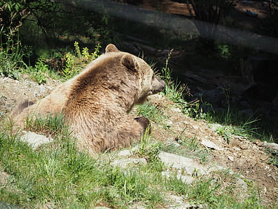 urso, natureza, jardim zoológico, urso pardo