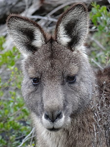 kangaroo, face, marsupial, australia, animal, wildlife, young
