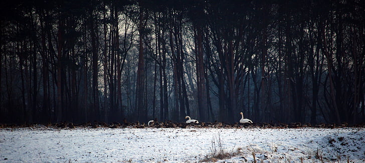 gansos salvajes, cisnes, cisne de whooper, bandada de pájaros, invierno, nieve, aves migratorias