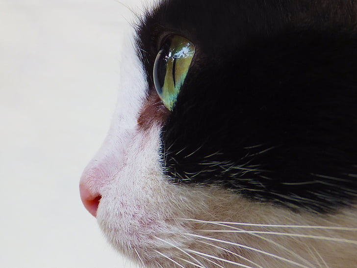 looma, kass, Suurendus:, silma, kasside, PET, vuntsid
