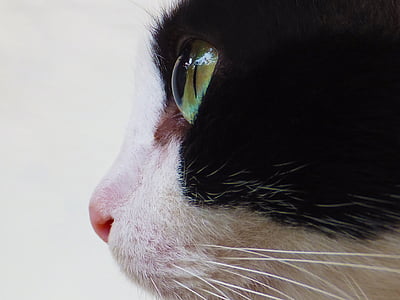 kat, de ogen van de kat, gezicht van de kat, dier, Feline, binnenlandse, bont