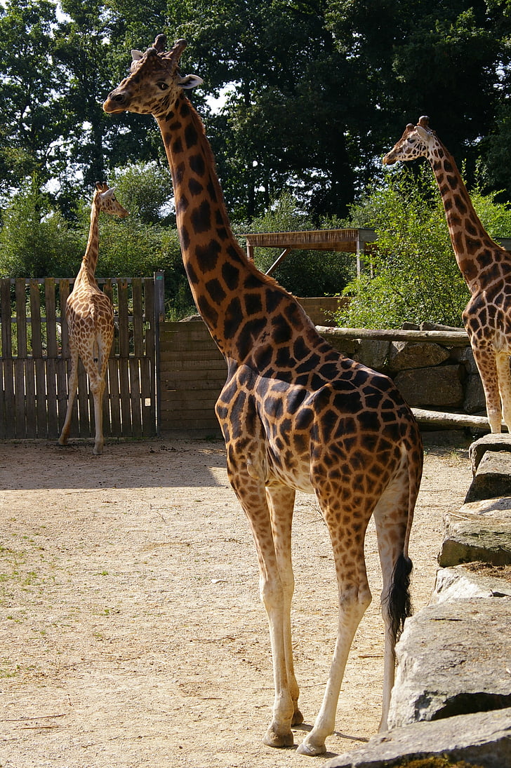zoològic, animals, girafa, arbre, l'aigua, Parc, Parc d'animals