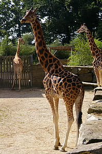 Зоологическа градина, животни, жираф, дърво, вода, парк, животински парк