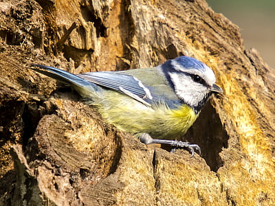 blue tit, tit, songbird, garden bird, bird, nature, animal