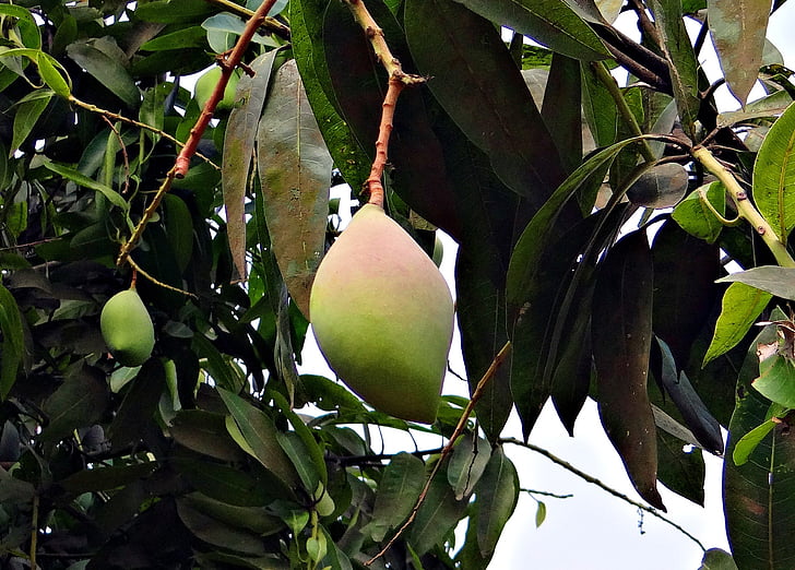 mango, totapuri, visokim donosom, sadje, tropskih, Indija