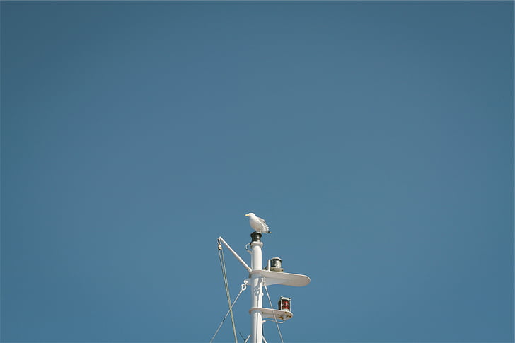 white, bird, top, black, metal, tower, mast