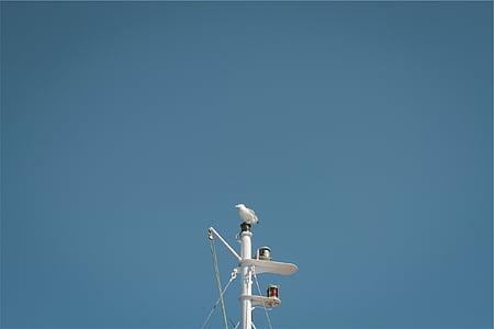 bianco, uccello, In alto, nero, metallo, Torre, albero