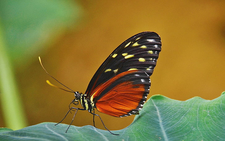 Papilio, rumanzovia, sommerfugl, dyr, sort, grøn, blad