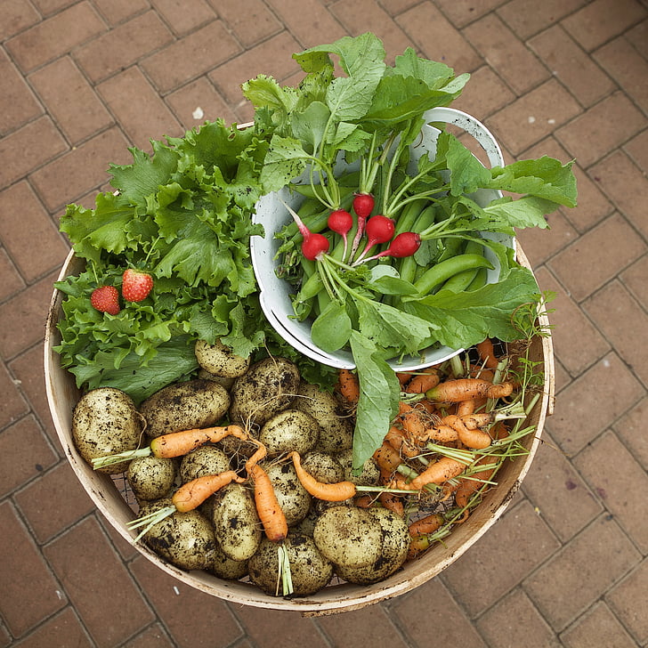verdures, collita, verd, aliments, jardí, planta, Jardineria