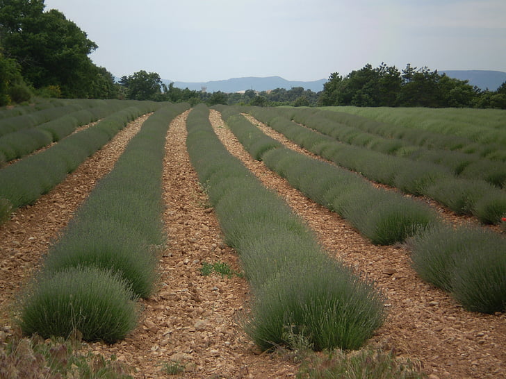 lavendel, veld, Provence