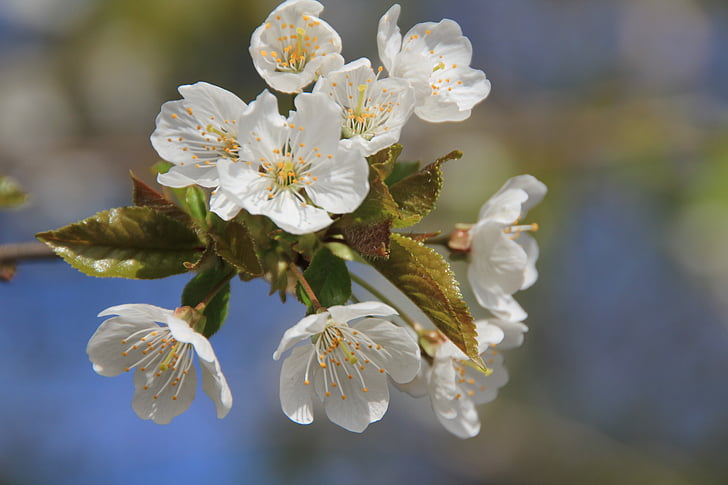 květ, Bloom, bílá, jaro, slunce, Příroda, větev